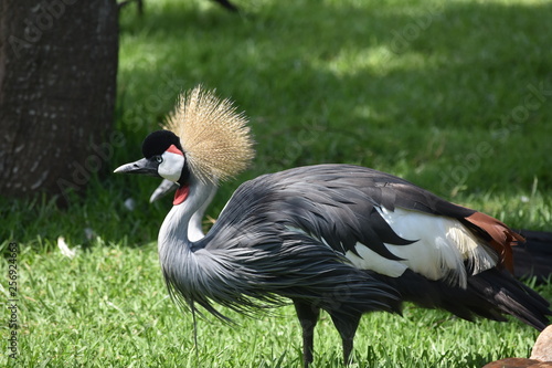 grey crowned crane