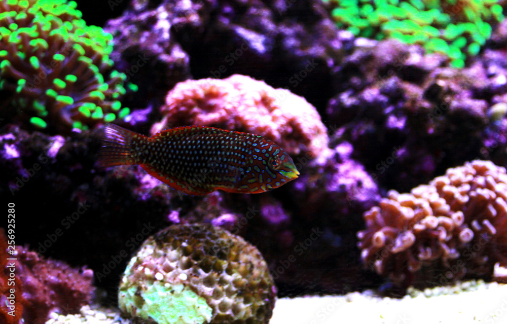 Ornate Leopard wrasse fish in coral reef aquarium tank Ornate Leopard wrasse fish in coral reef aquarium tank