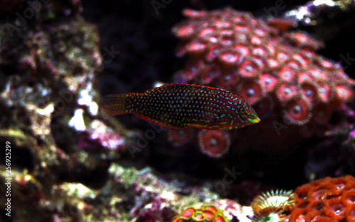 Ornate Leopard wrasse fish in coral reef aquarium tank © Kolevski.V