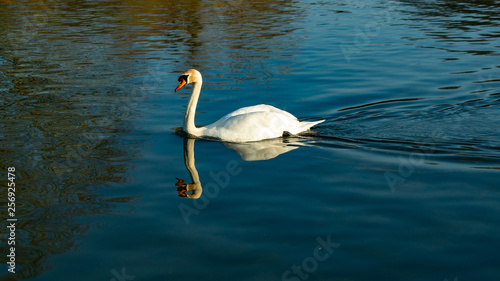 Large single white mute swan young