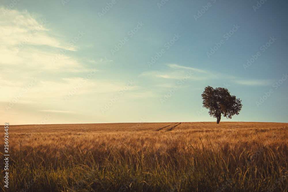 lonely tree in a wheat field