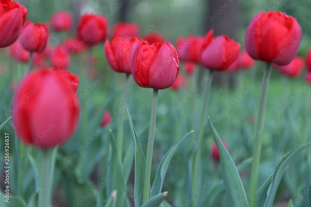 Tulips in the spring garden Tulips in the spring garden
