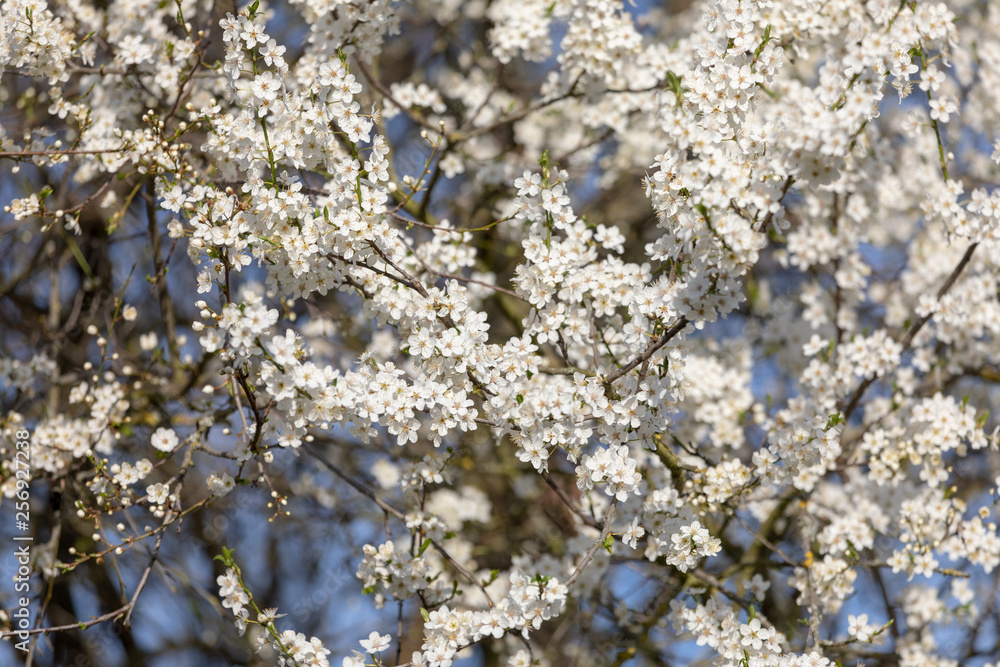 Background from branches of fruit trees with white flowers Background from branches of fruit trees with white flowers