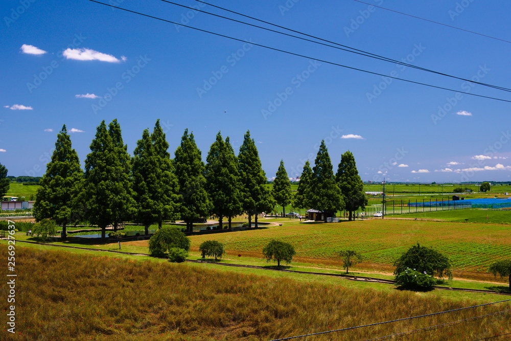 rural landscape with wheat field