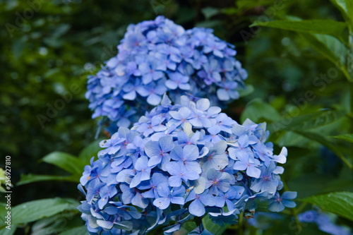 Obraz na płótnie blue flowers in the garden w salonie