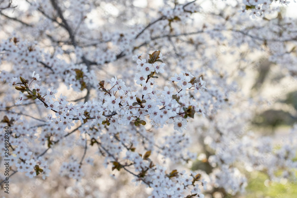 Background from branches of fruit trees with white flowers Background from branches of fruit trees with white flowers
