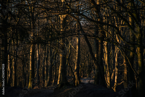 Graphic forest landscape, Denmark