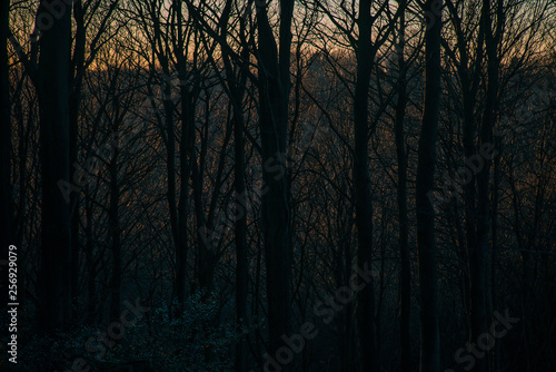 Graphic forest landscape, Denmark