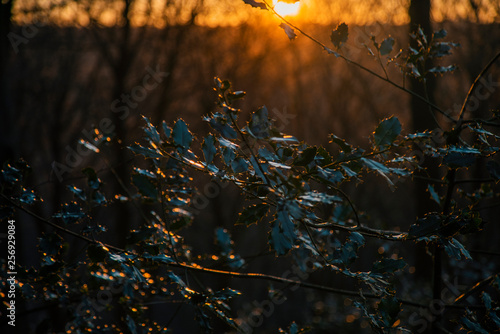 Forest sunset, Denmark