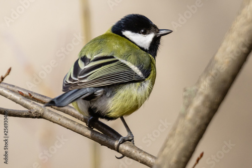 Tit is sitting on a branch in the park and looks back at the photographer. Blurred background. Close-up. Wild nature. Spring soon.