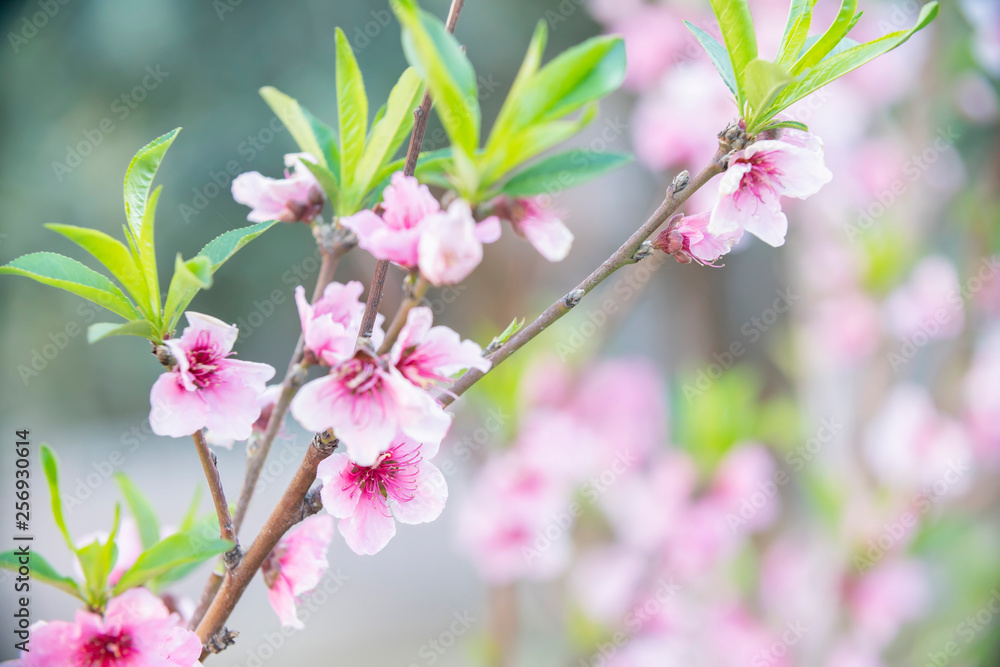 Obraz premium branch of red flowers blossom background 