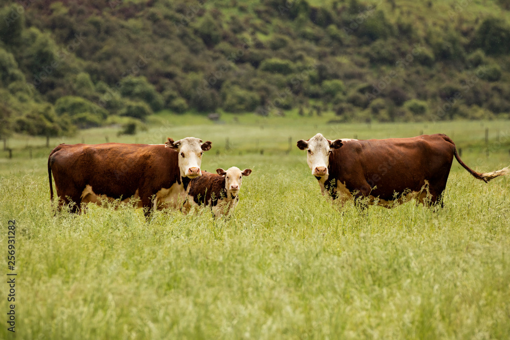 Cows grazing in a field of green grass on a spring day Cows grazing in a field of green grass on a spring day