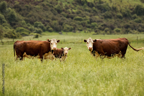 Cows grazing in a field of green grass on a spring day