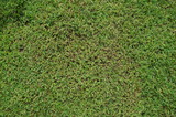 Green Meadow Natural Artificial Texture Background Photo