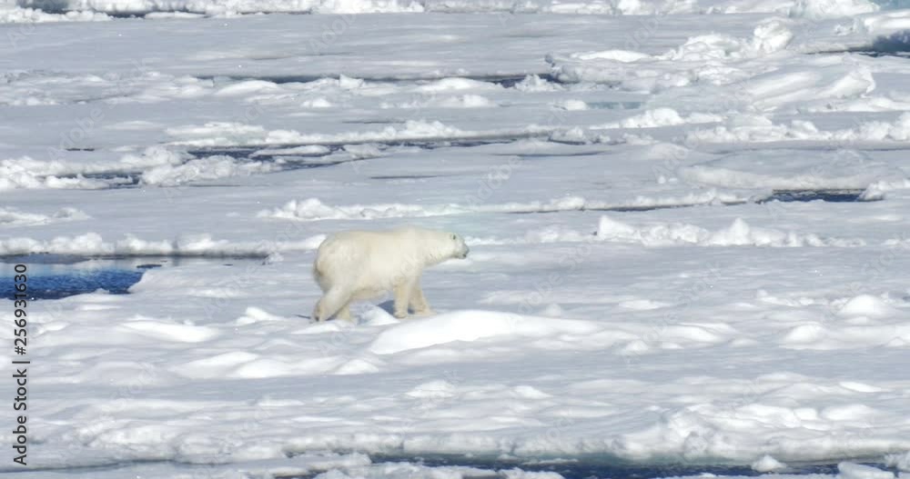 Polar bear walking on ice at Spitsbergen Sea Polar bear walking on ice at Spitsbergen Sea