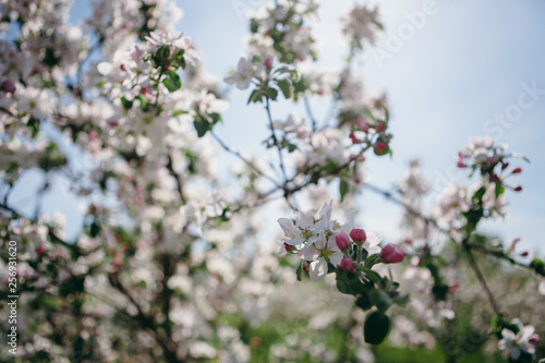 Beautiful spring sunny day. Gardens bloom. Branches of flowering apple trees. Many flowering buds of apple trees on a clear blue sky. The serene beauty. Morning walk in the garden.