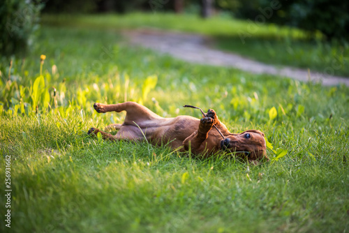Beautiful brown dachshund rest in the grass.
