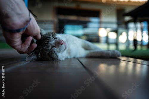 A street cat in Koh Lipe, Thailand. photo