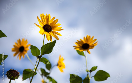 Sunflower Against the Sky