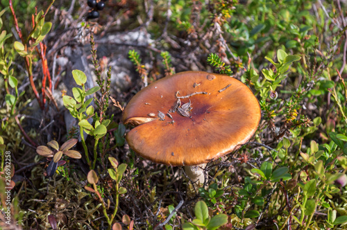 Wild mushroom in Lemmenjoki national park, Finland