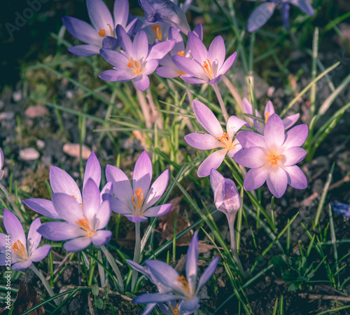 Image of a colorful field of crocuses during spring on a sunny day with blur in the back and foreground