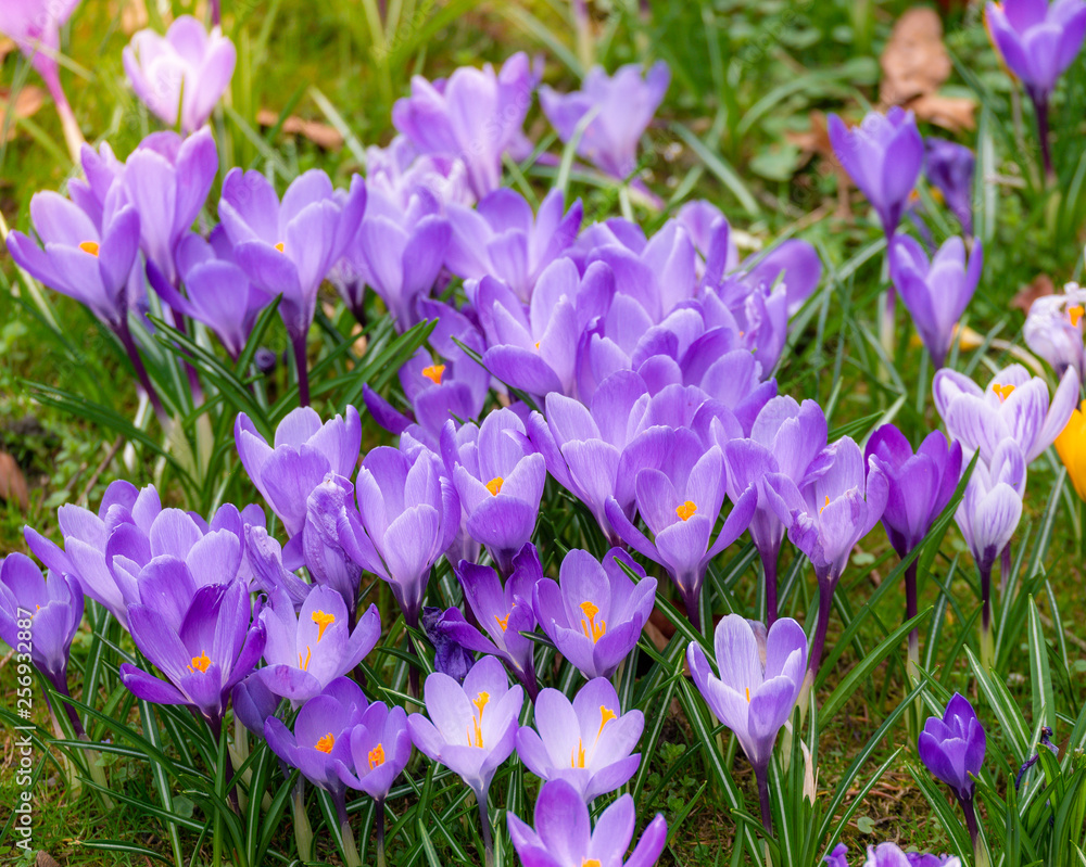 Image of a colorful field of crocuses during spring on a sunny day with blur in the back and foreground