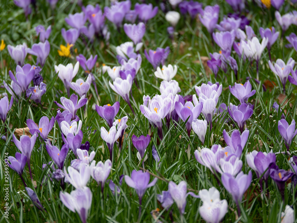 Image of a colorful field of crocuses during spring on a sunny day with blur in the back and foreground Image of a colorful field of crocuses during spring on a sunny day with blur in the back and foreground