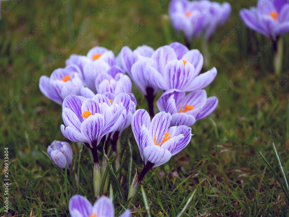 Image of a colorful field of crocuses during spring on a sunny day with blur in the back and foreground