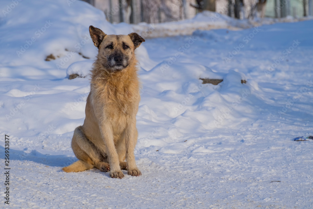 Faithful dog sits in the snow and waits for its owner