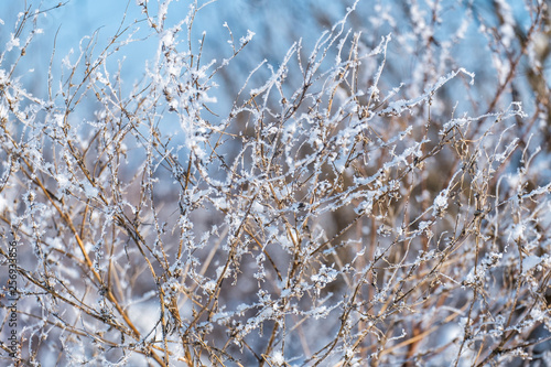 Dry branches of field siberian grass covered with frost