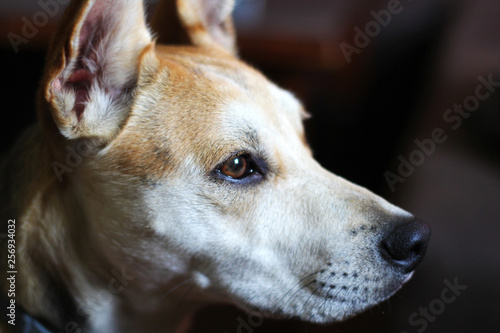 Adopted Stray Dog Beautiful Profile Head