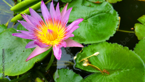 Lotus pond in beautiful colors