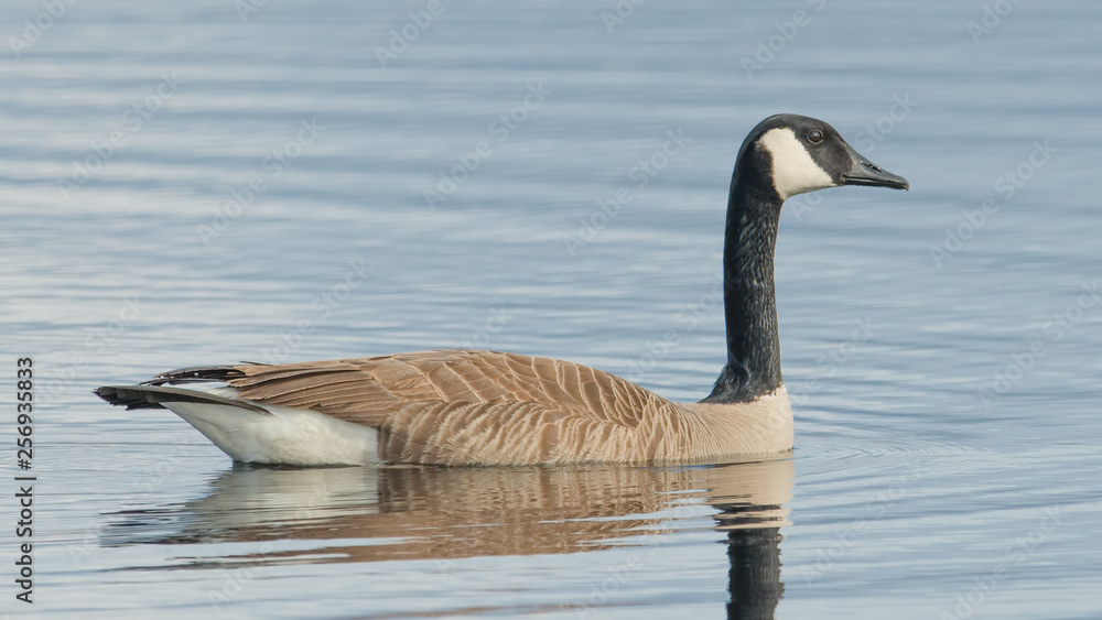 Obraz premium Canada goose on beautiful calm blue peaceful tranquil lake - taken during Spring migrations at the Crex Meadows Wildlife Area in Northern Wisconsin