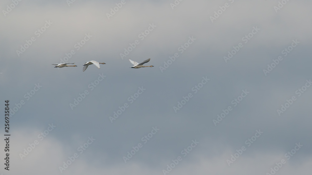 Group of trumpeter swans flying in front of the clouds during Spring migrations at the Crex Meadows Wildlife Area in Northern Wisconsin Group of trumpeter swans flying in front of the clouds during Spring migrations at the Crex Meadows Wildlife Area in Northern Wisconsin