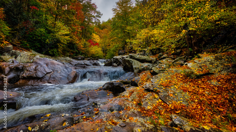 stream in autumn