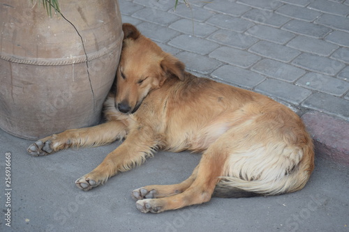 dog lying on the ground © jabouja
