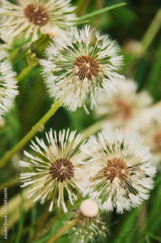 Blow blooms