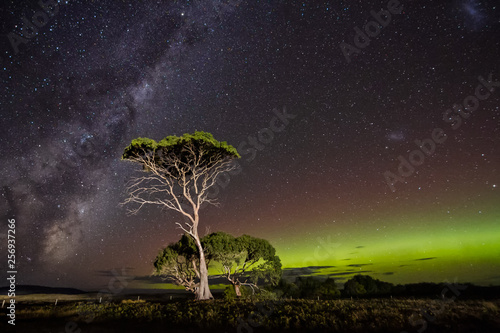 Aurora Australis or Southern Lights and Milky Way behind gum trees
