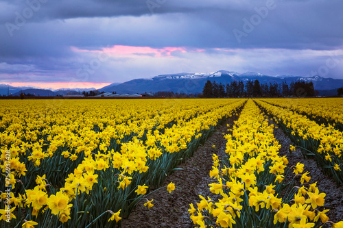 daffodils in a field, skagit valley, washington state