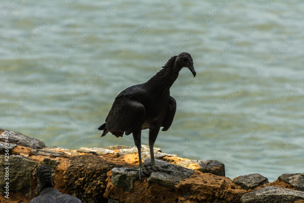 Black brazilian vultures near the sea
