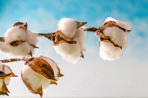A cotton plant against a clear sky