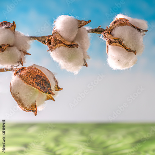 A cotton plant against a clear sky photo