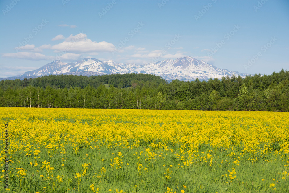 黄色い花が満開の草原と残雪の山並み　大雪山