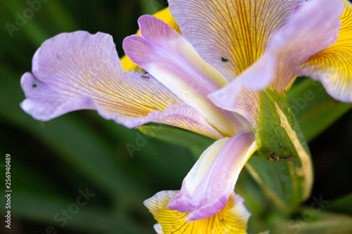 A closeup shot of a purple yellow iris in the garden