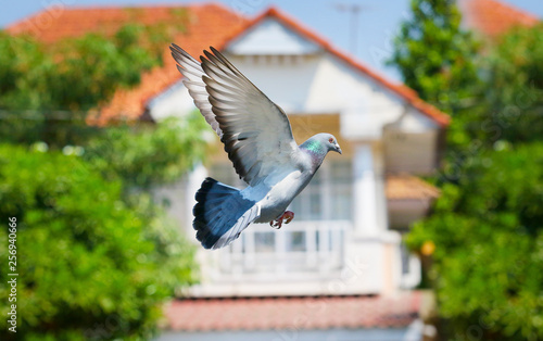 pigeon bird flying in green park against blurly of home residence photo