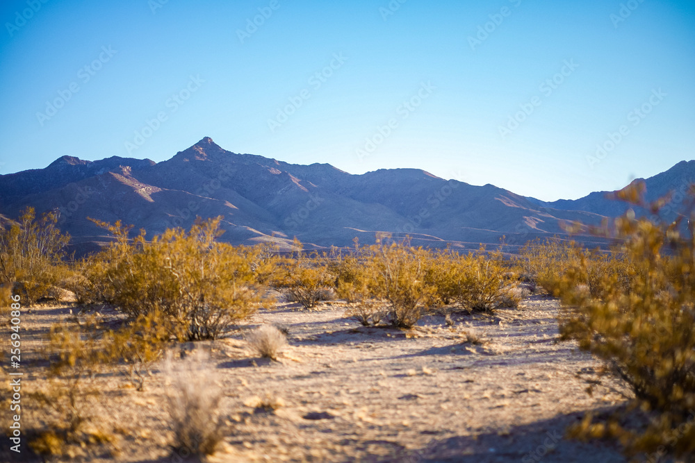 Mojave hills
