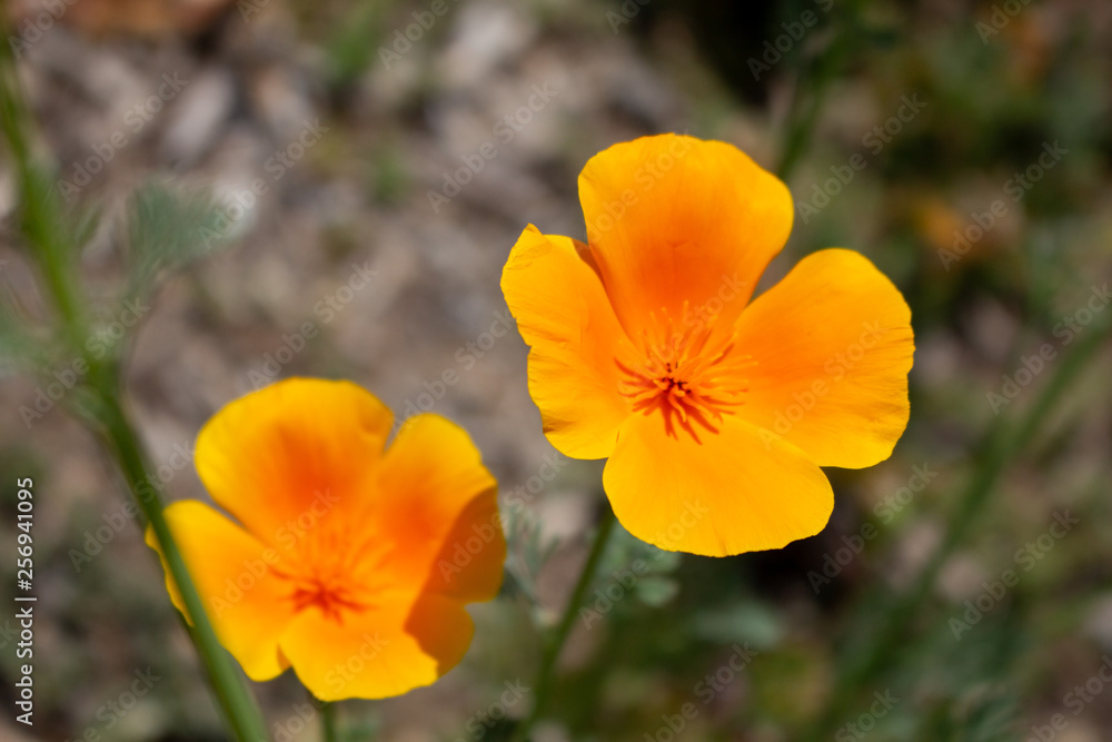 California Golden Poppy flowers in the sunshine California Golden Poppy flowers in the sunshine
