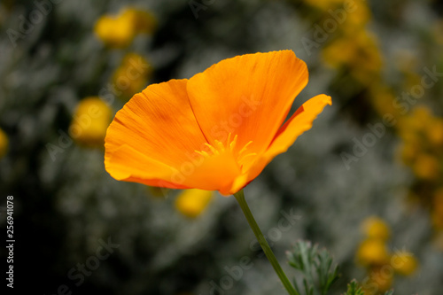 California Golden Poppy flowers in the sunshine