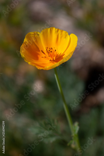 A closeup shot of a golden poppy bloom