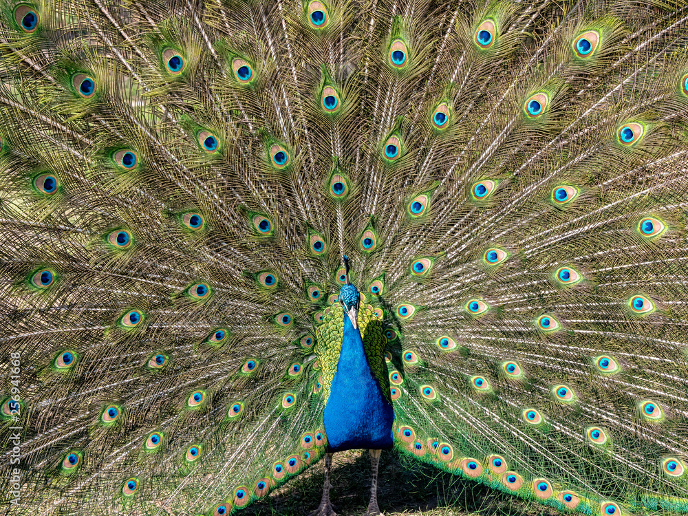 Obraz premium Peacock showing off